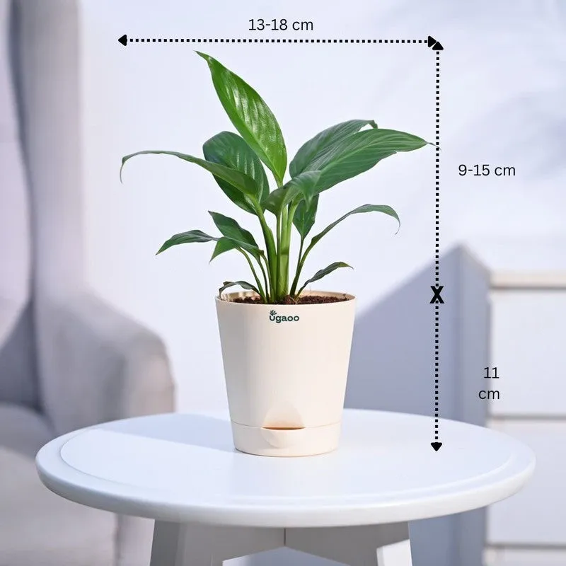 Ugaoo Peace Lily Plant- Small media 8