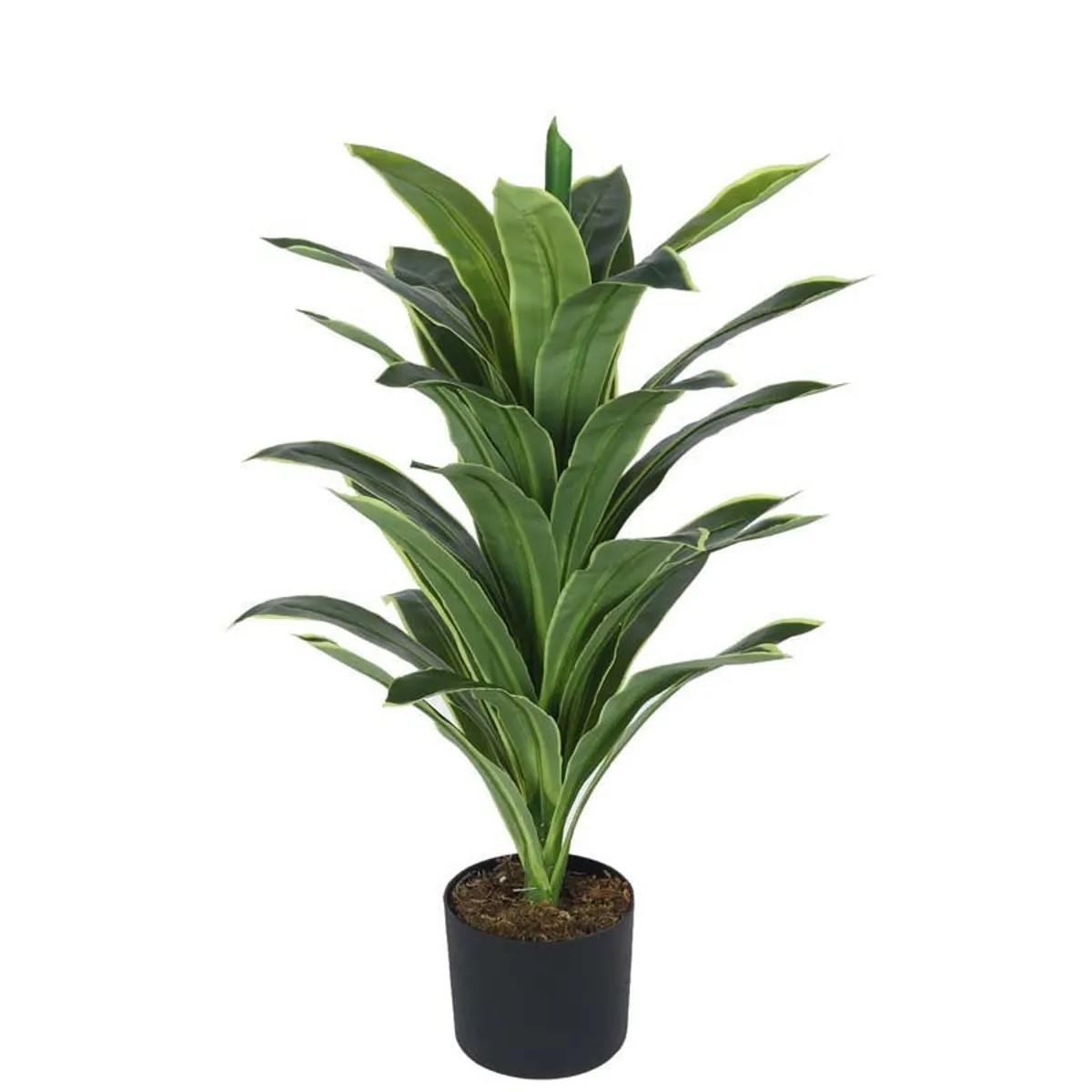Full artificial Dracaena Reflexa plant shown against a white background
