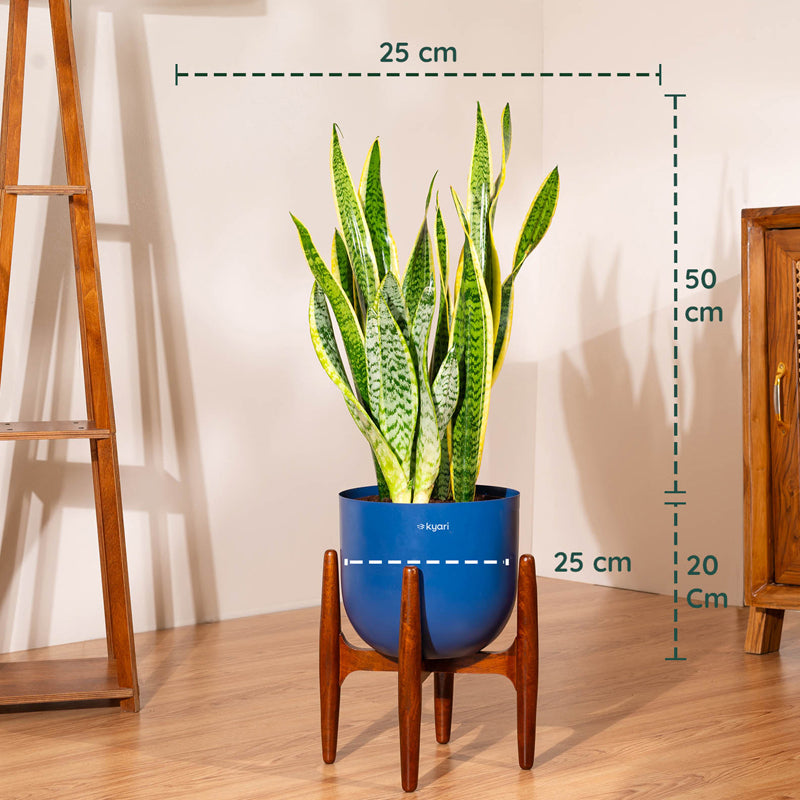 Kyari Sansevieria Zeylanica Golden Snake Plant With Metal Self Watering Pot (Blue) - 2.4 Feet media 5