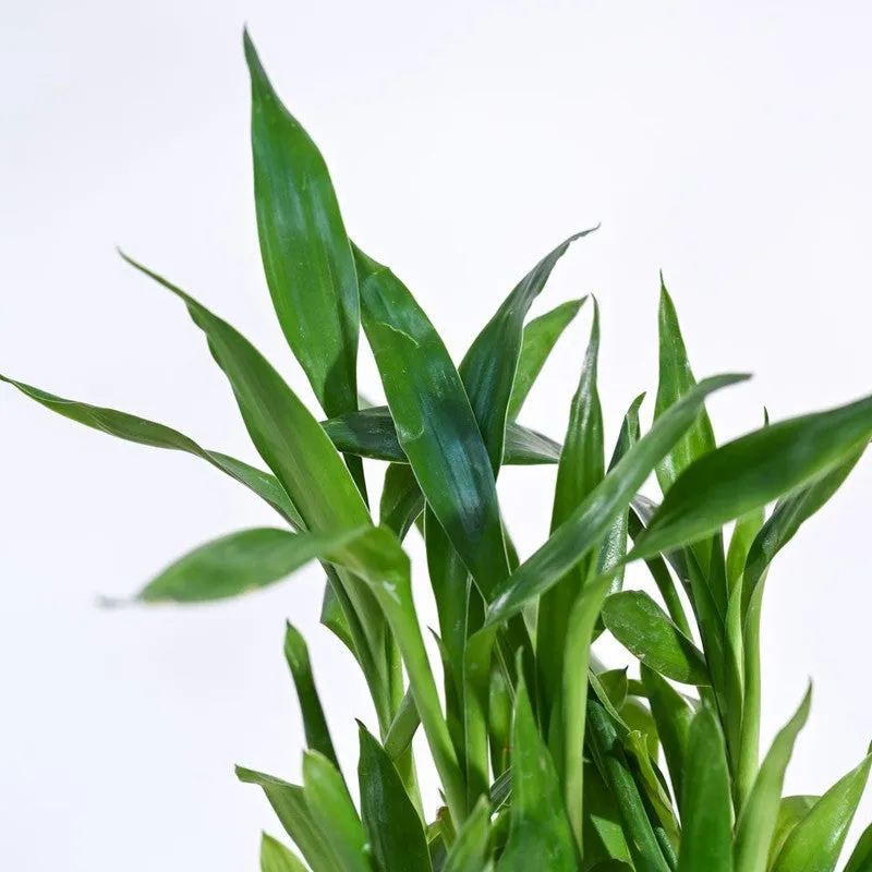 Ugaoo Lucky Bamboo Plant - 2 Layer media 3