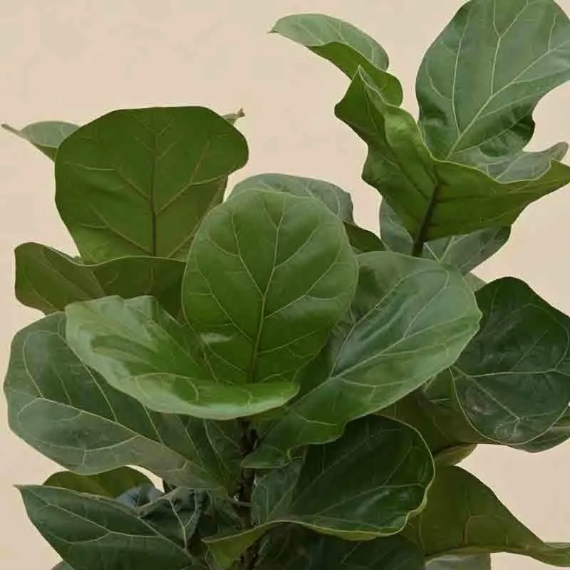 Ugaoo Ficus Lyrata Bambino Plant - 3.2 ft media 3