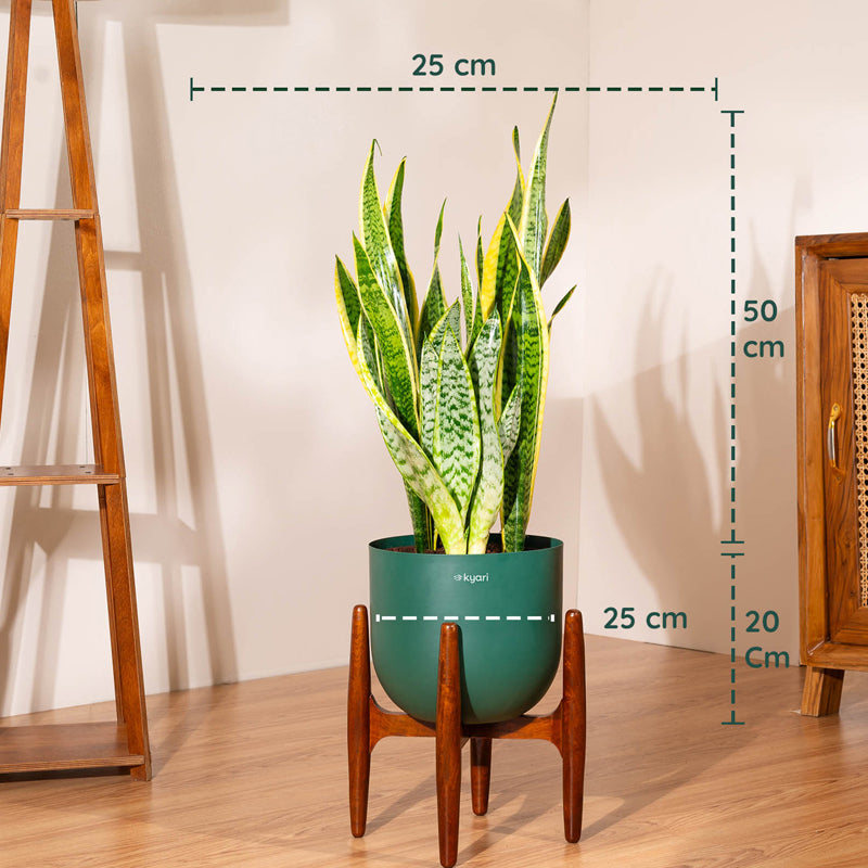 Kyari Sansevieria Zeylanica Golden Snake Plant With Metal Self Watering Pot (Green) - 2.4 Feet media 5