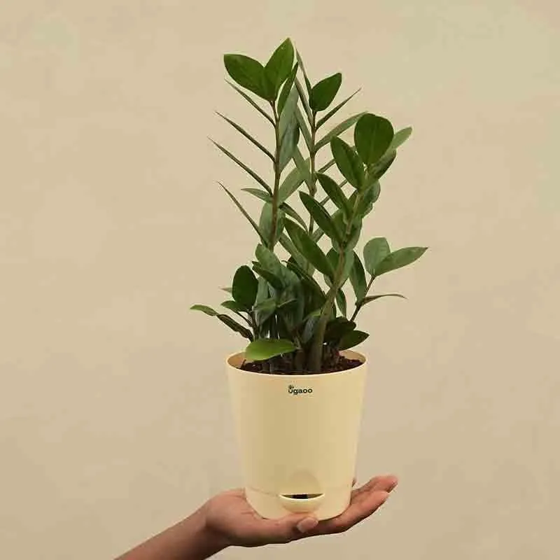 Ugaoo ZZ Plant - Big media 4