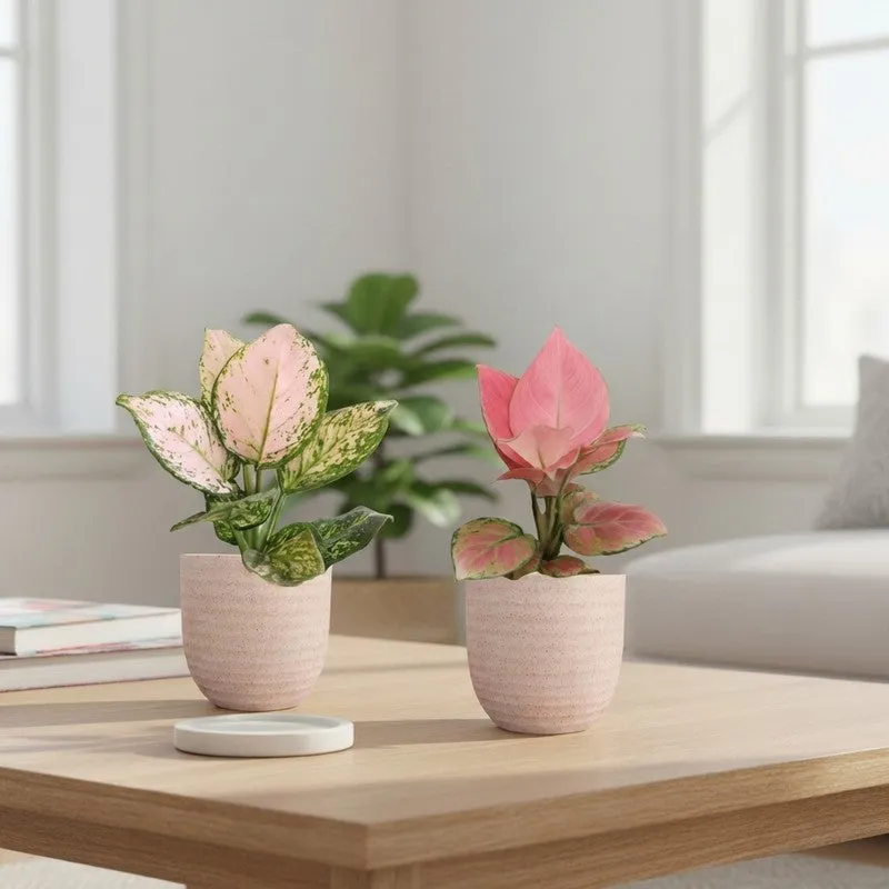 Greenkin Aglaonema Pink & Wishes Live Plants (Ivory) - Set Of Two media 1