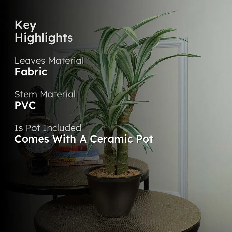 Artificial White Dracaena Bonsai Plant With White Ceramic Pot - 1.8 Feet media 2