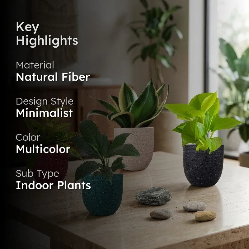 Greenkin Air Purifying Live Plants - Set Of Four media 2