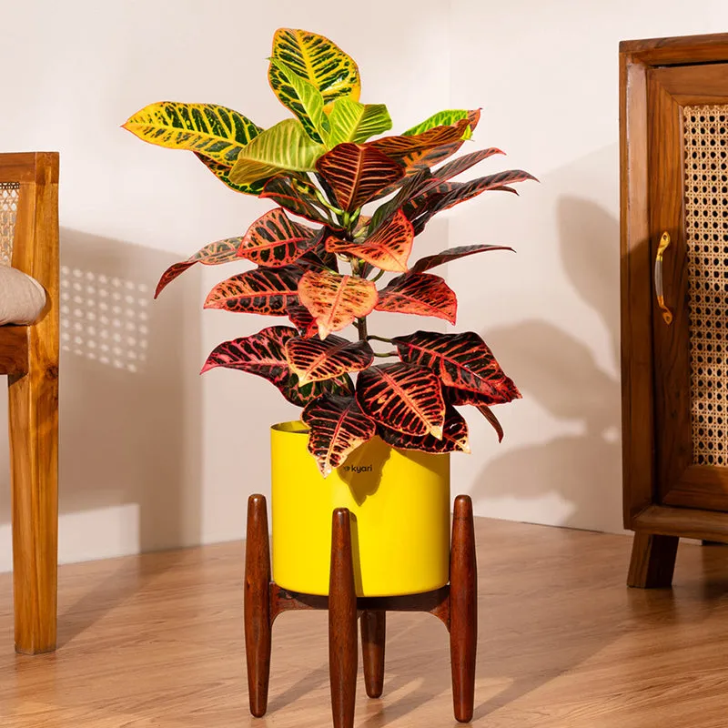 Kyari Croton Plant With Metal Self Watering Pot (Yellow) - 2 Feet media 1