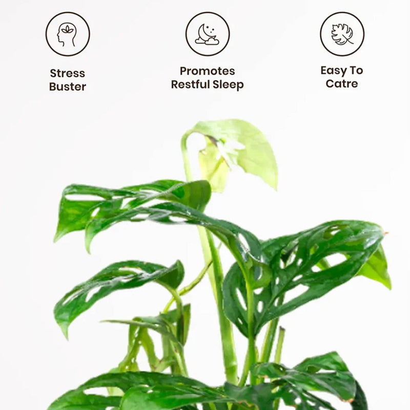 Kyari Philodendron/Broken Heart Plant With Self Watering Pot (Yellow) - 18 cm media 4