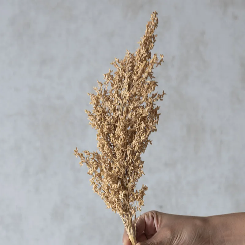 Dune Dried Corn Grass media 3