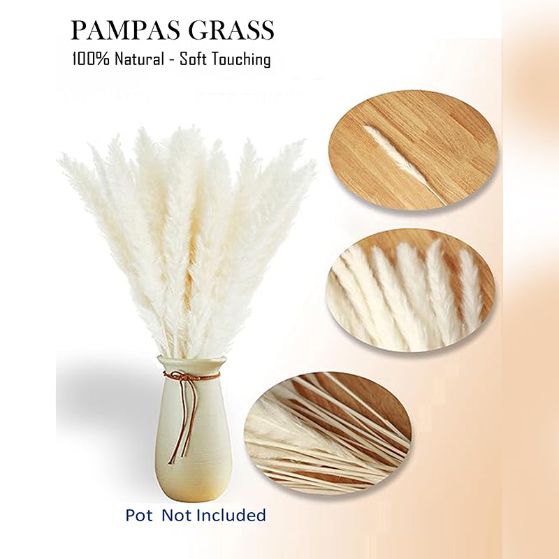 Wander Wisp Dried Pampas Stem (White) - Set Of Ten media 3