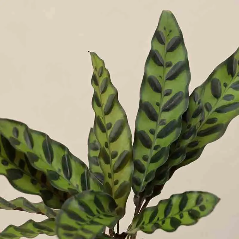 Ugaoo Calathea Rattlesnake Plant media 4