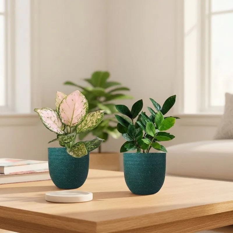 Greenkin ZZ & Aglaonema Wishes Live Plants (Green) - Set Of Two media 1