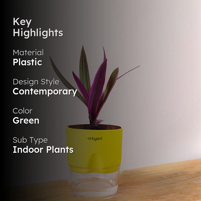 Kyari Rhoeo tricolor With Self Watering Pot - Green media 2