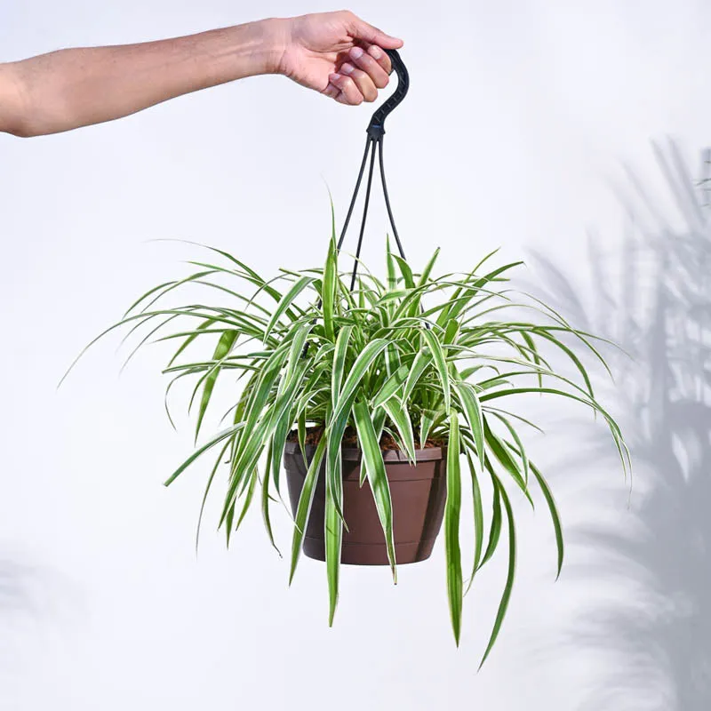 Ugaoo Spider Plant With Hanging Pot media 1