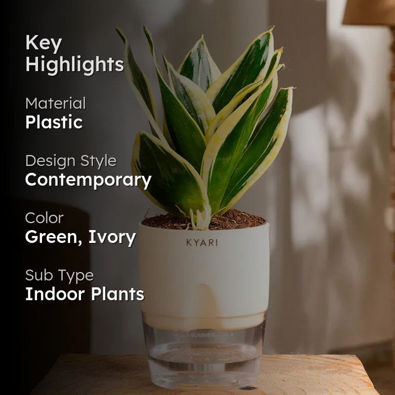Kyari Golden Hahnii Snake Plant With Self Watering Pot (Ivory) - 18 cm - 2