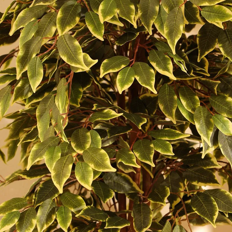 Artificial Variegated Ficus Plant With Black Plastic Pot - 7 ft media 7