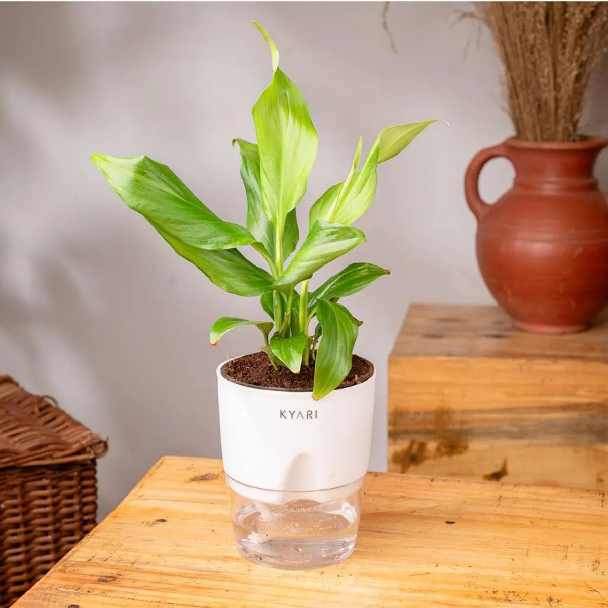 Green peace lily in a white self-watering planter on a wooden table