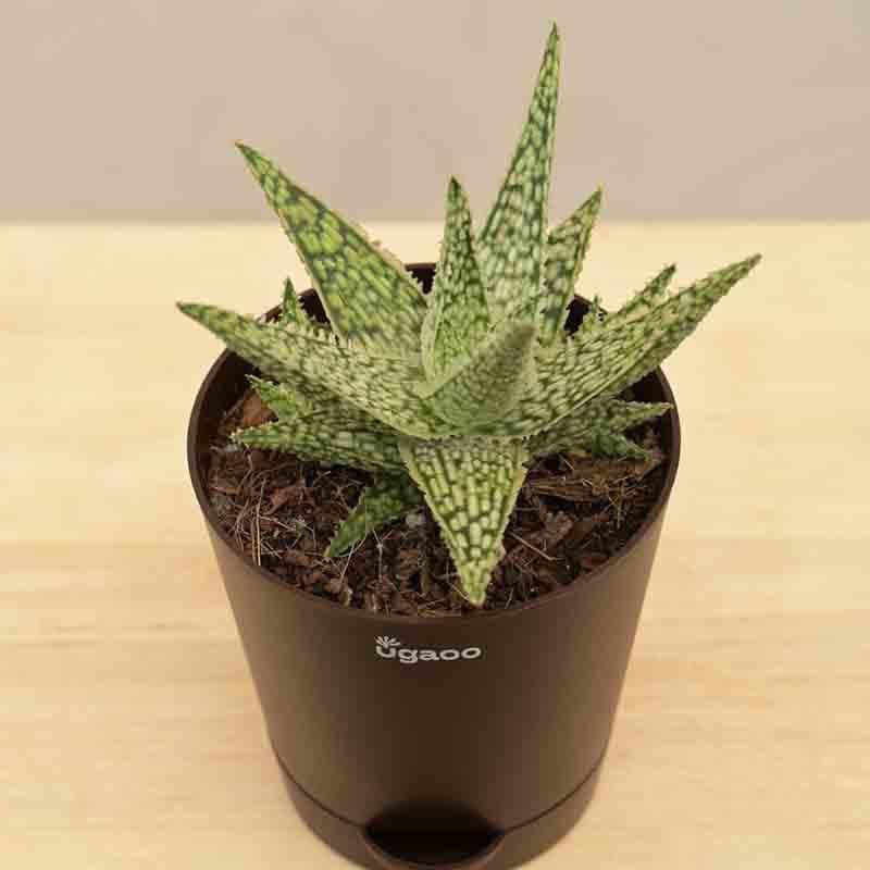 Ugaoo Aloe Blizzard Plant media 5