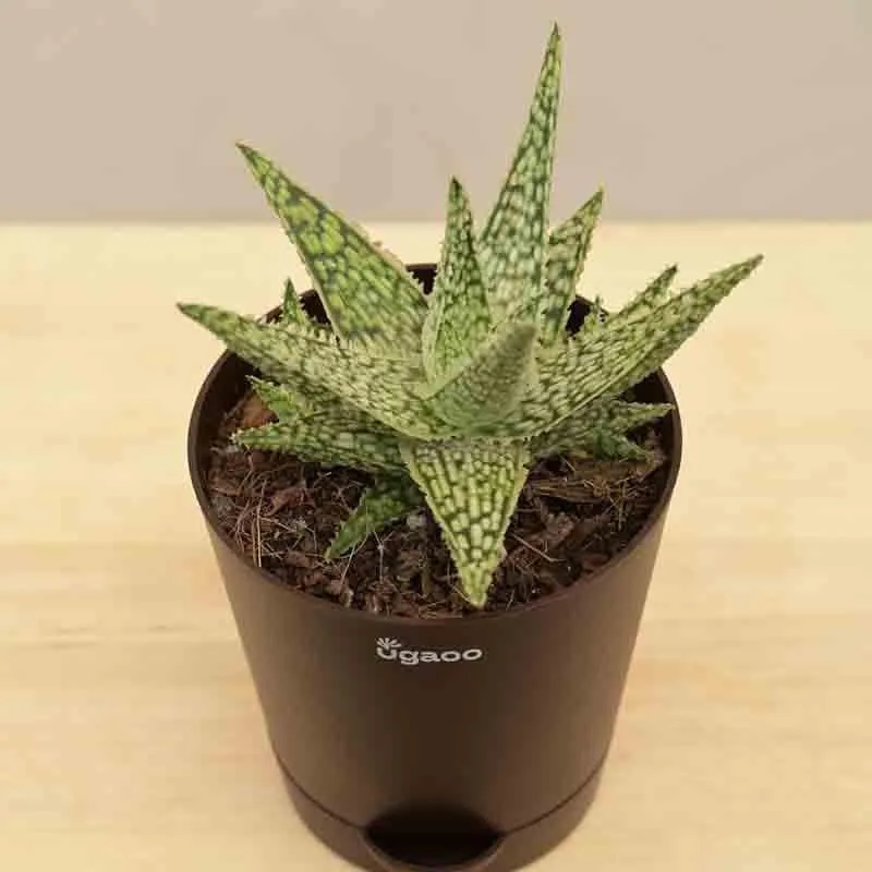 Ugaoo Aloe Blizzard Plant media 5