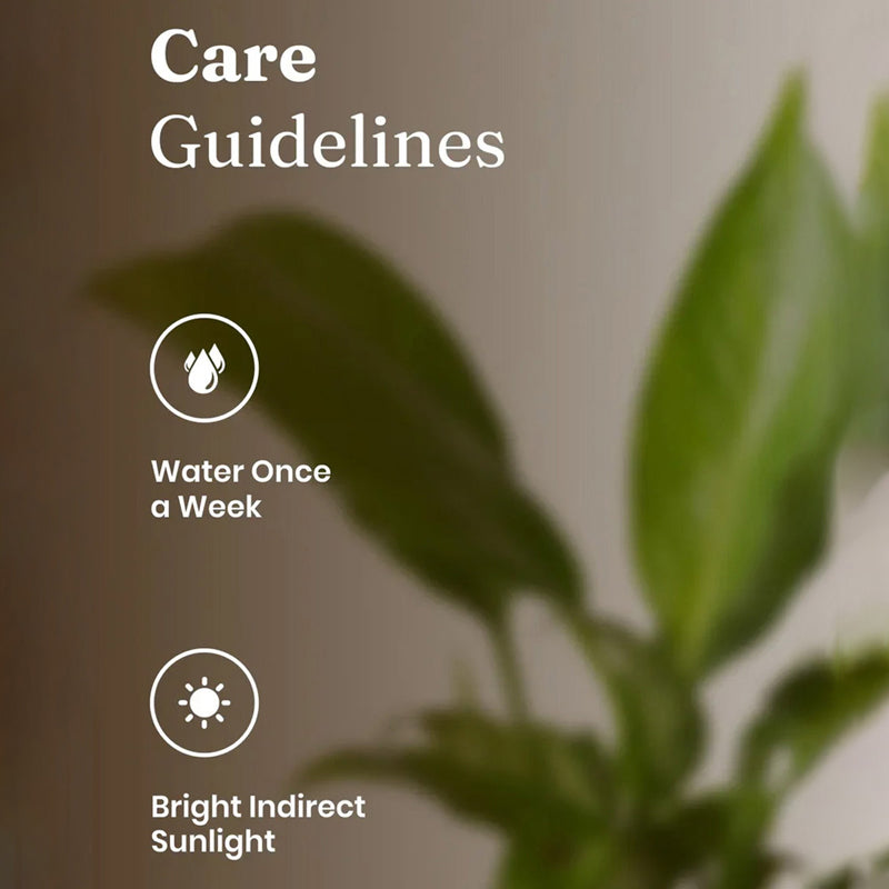 Kyari Peace Lily Plant With Self Watering Pot (Grey) - 18 cm media 5