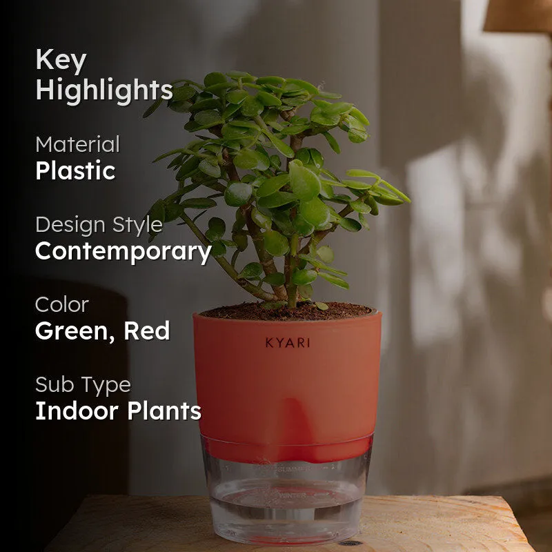 Kyari Jade Plant With Self Watering Pot (Red) - 18 cm media 2