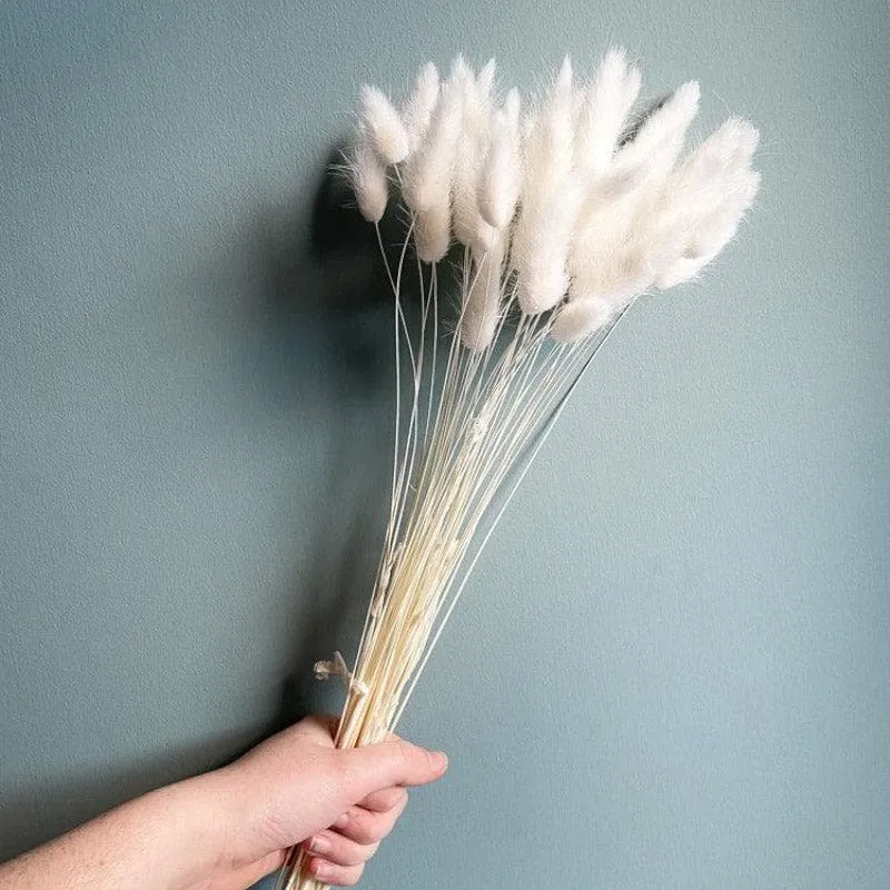 Naturally Dried Bunny Tail Stems (White) - Set Of Thirty media 1