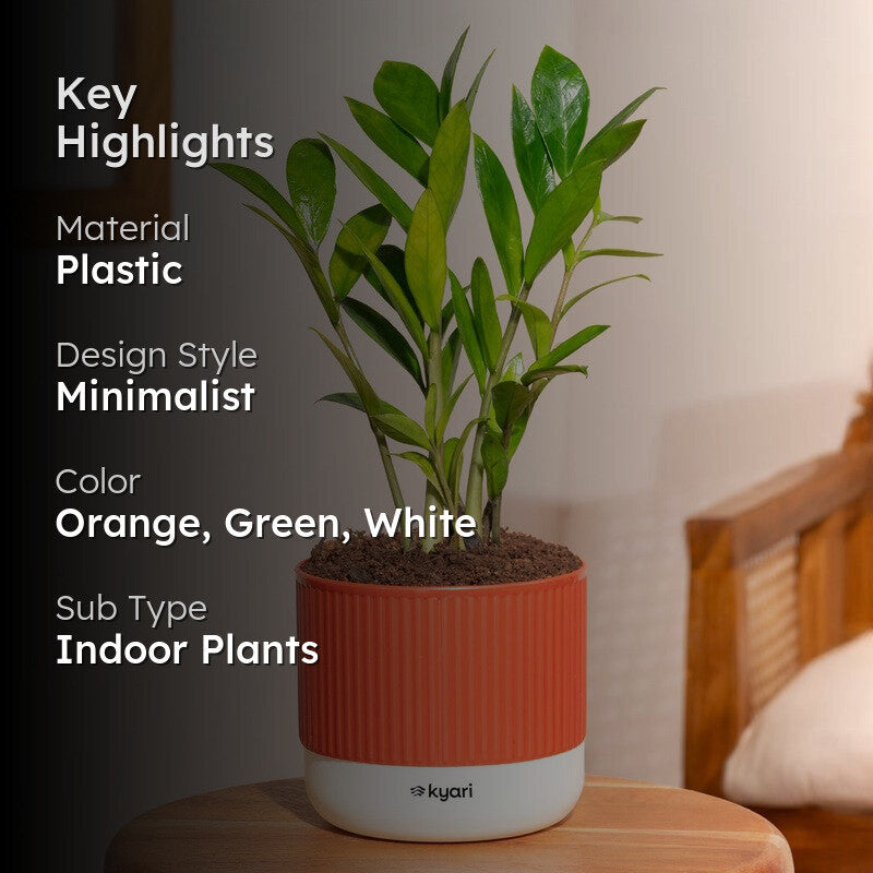 Kyari Zamia Green with Self Watering Pot - Red media 2