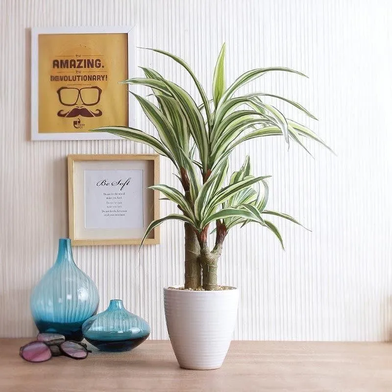 Faux Dracaena Bonsai In White Pot (55 cms) - Short media 3