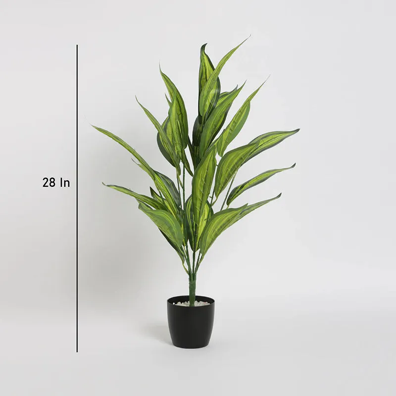 Faux Norma Corton Plant With Black Plastic Pot - 2.2 Feet media 5