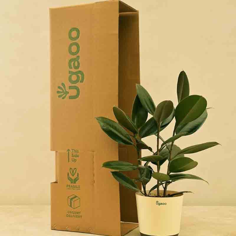 Live Plants