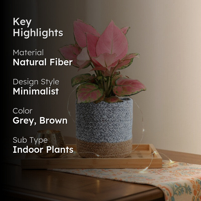 Greenkin Aglaonema Pink Live Plant with Jute Planter - Grey media 2