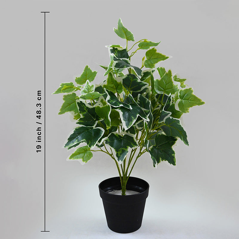 Faux Everlasting English Ivy Plant With Black Plastic Pot - 48 cm media 5