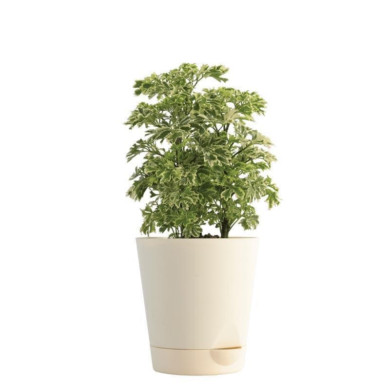 Live Plants
