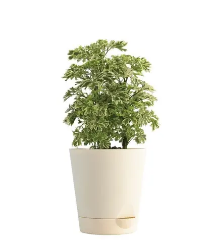 Live Plants