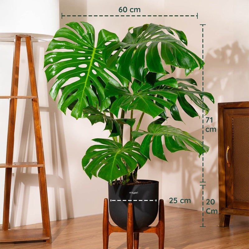 Kyari Monstera Deliciosa Plant With Metal Self Watering Pot (Green) - 3 Feet media 5