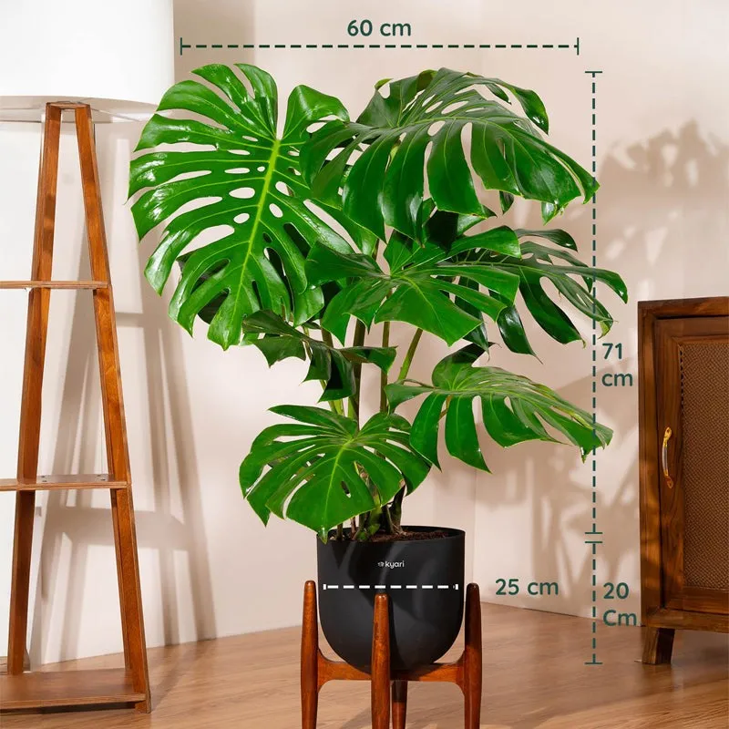 Kyari Monstera Deliciosa Plant With Metal Self Watering Pot (Green) - 3 Feet media 5
