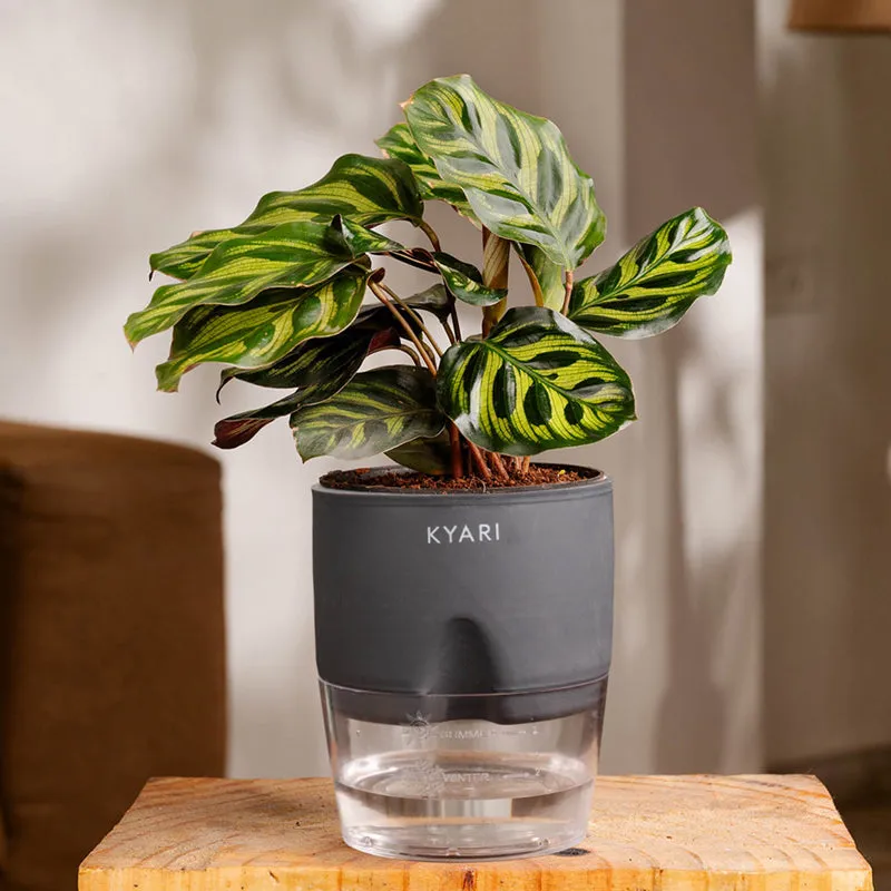 Kyari Peacock Plant With Self Watering Pot - Grey media 1