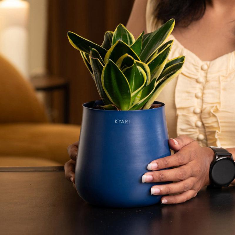 Kyari Golden Hahnii Snake Plant With Metal Self Watering Pot - Blue media 4