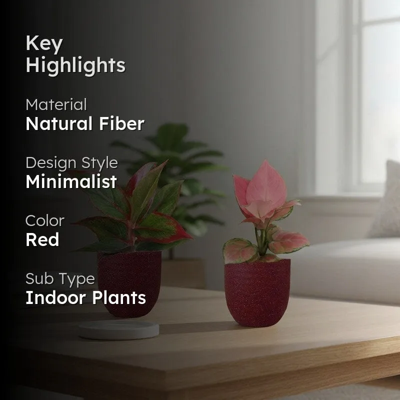 Greenkin Aglaonema Pink & Lipstick Live Plants (Red) - Set Of Two media 2