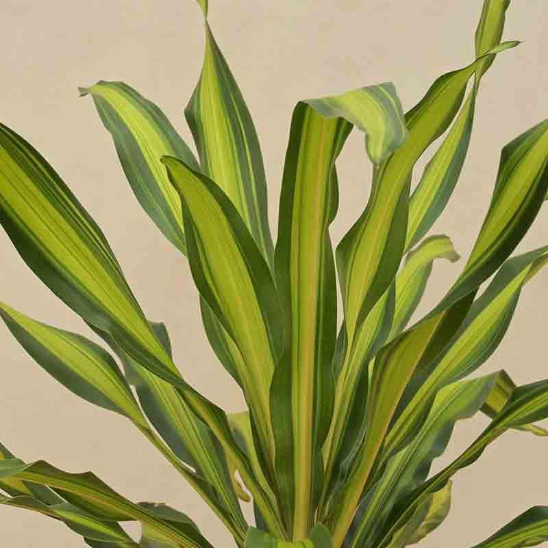 Ugaoo Draceana Dara Singh Plant - 3.9ft media 3