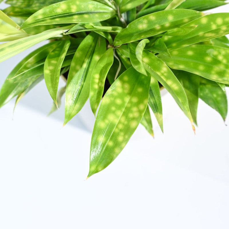 Ugaoo Dracaena Golden Milky Plant media 3
