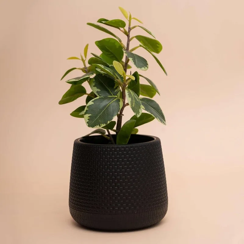Pure Stem Pot - Black media 4