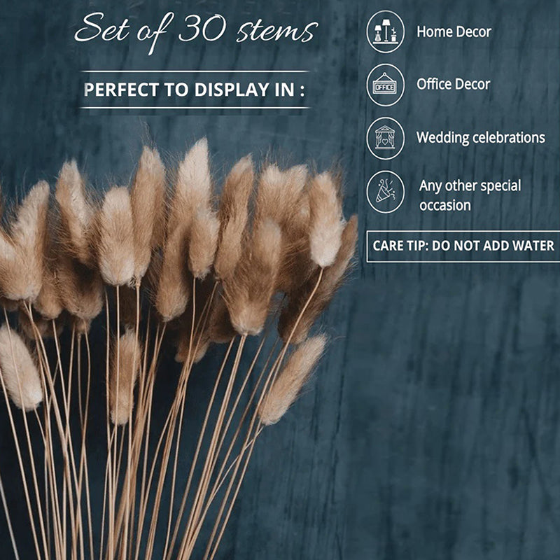 Cloudtail Dried Bunny Tail Stem (Brown) - Set Of Thirty media 4