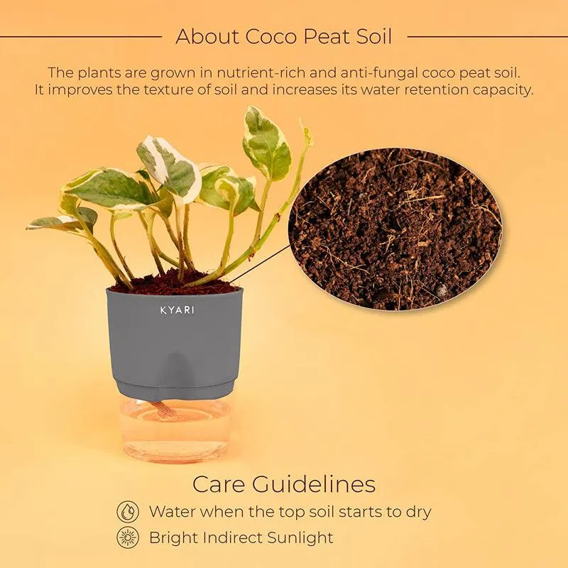 Kyari Money Plant With Self Watering Pot - Grey media 4