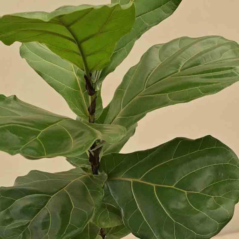 Ugaoo Fiddle Leaf Fig Plant media 4