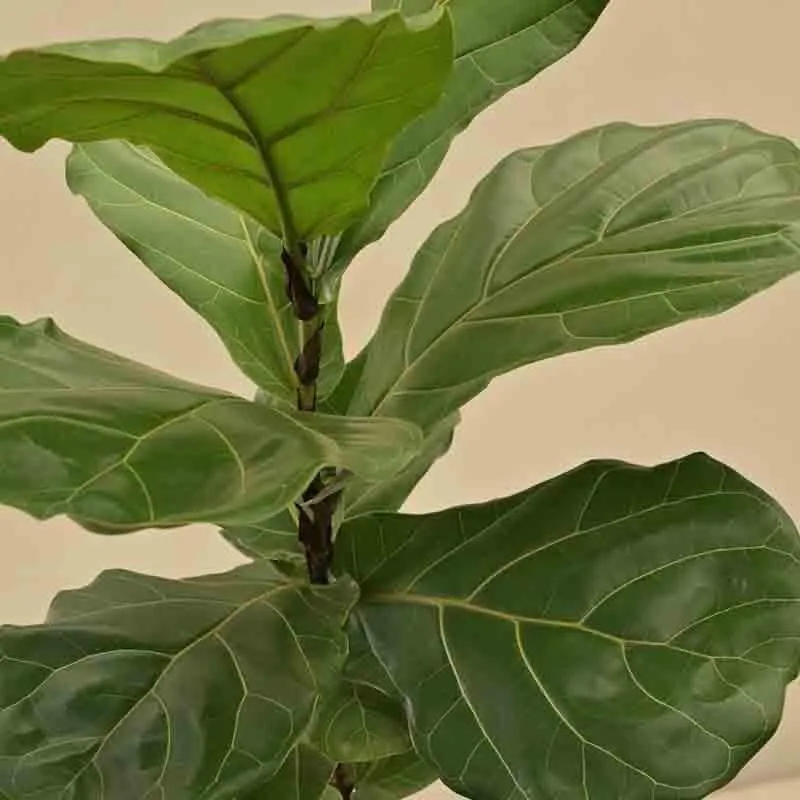 Ugaoo Fiddle Leaf Fig Plant media 4