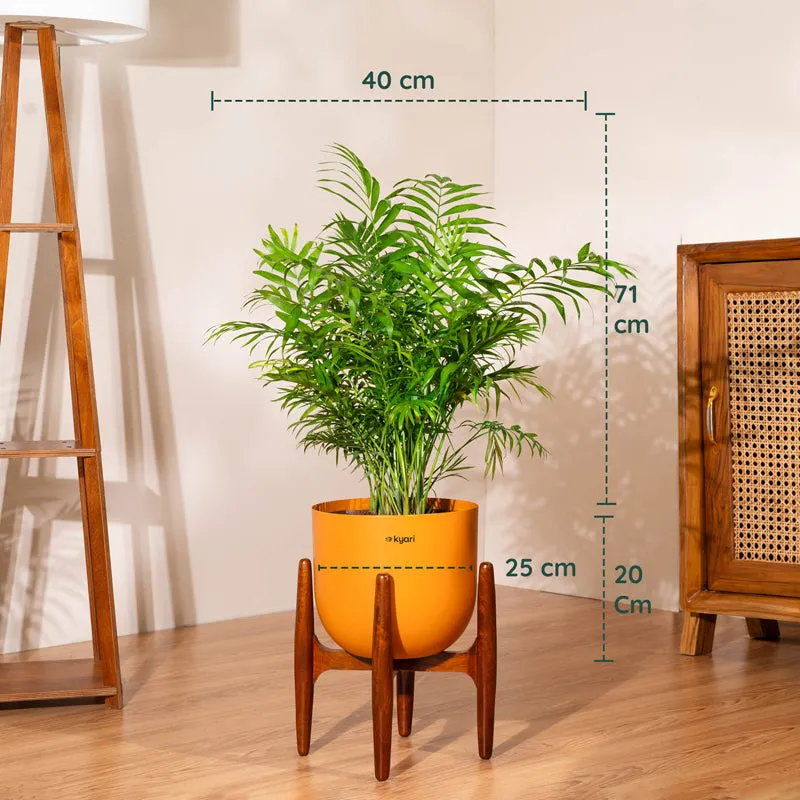 Kyari Areca Palm With Metal Self Watering Pot (Orange) - 3 Feet media 5