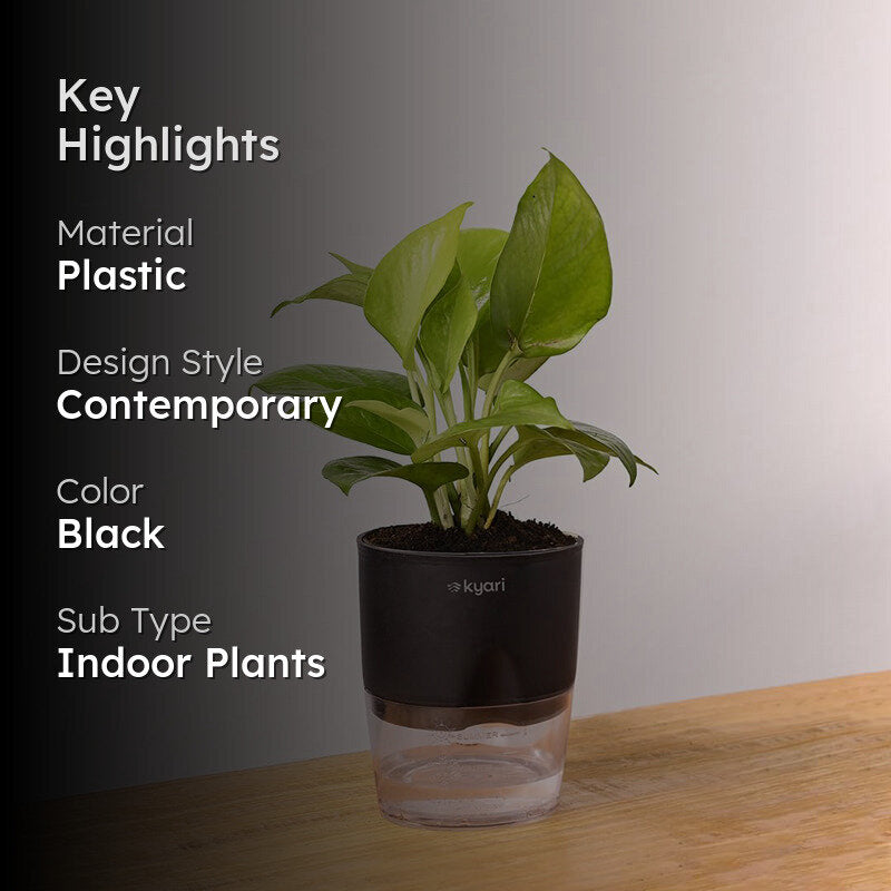 Kyari Golden Pothos Plant With Self Watering Pot - Black media 2