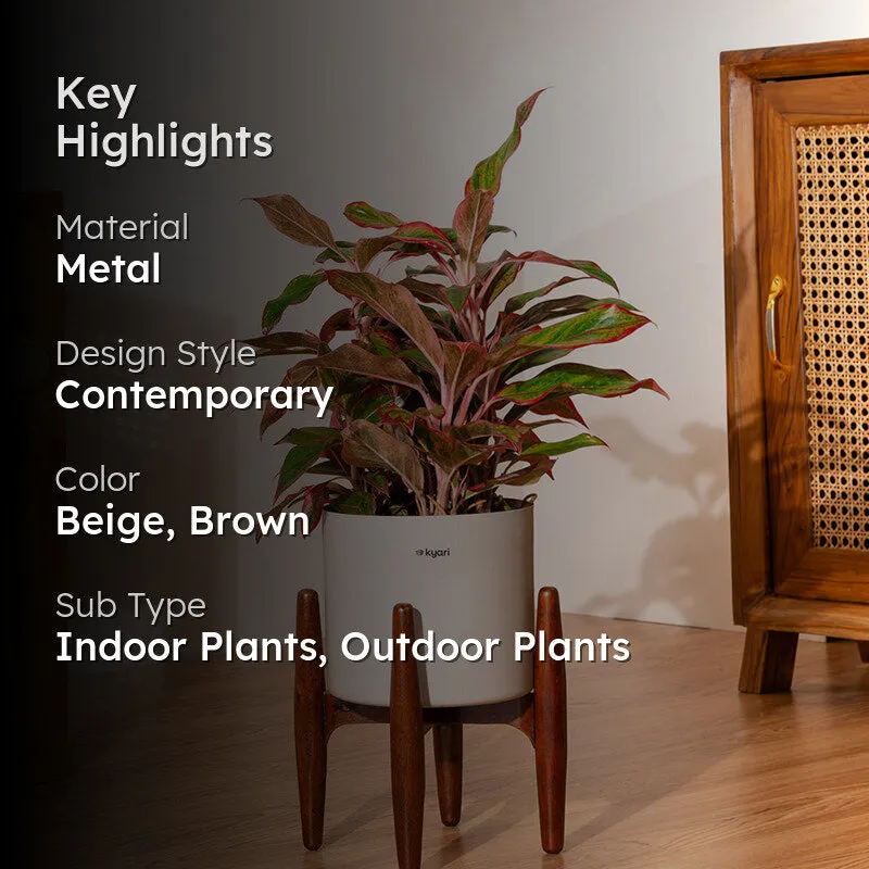 Kyari Agalonema Lipstick Plant With Metal Self Watering Pot (Beige) - 2 Feet media 2