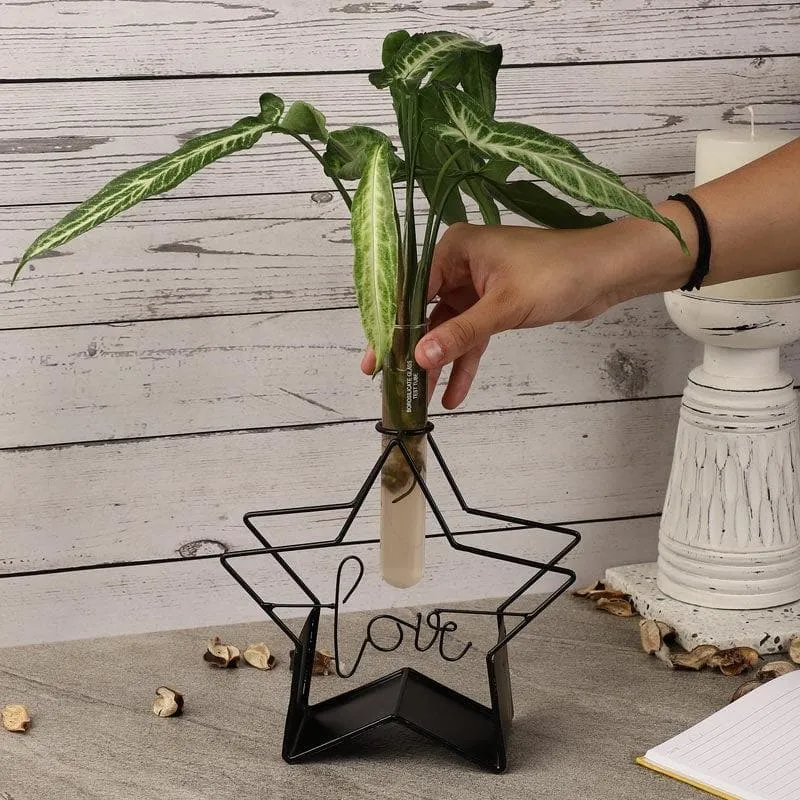Starz Love Testube Planter media 3